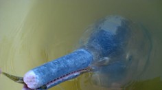 Vedci objavili po 100 rokoch nový druh živočícha