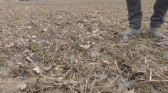 Čo zasial, môže vytrhať. Poľnohospodárovi pri Prievidzi spravila zver škody za 1,5 milióna eur