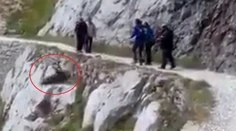 Video zachytáva, ako turisti zo zrázu zhodili zraneného diviaka, napokon zahynul