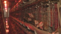 Zmena chovu sliepok by podľa hydinárov zdražila vajcia. Ak sa neprispôsobia, prídu o kontrakty