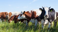 Chcú znížiť emisie metánu. Pomôcť by mohla zmena kravskej stravy