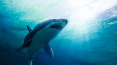 Ďalší krvavý útok žraloka. Došlo k nemu pri portugalskom pobreží neďaleko metropoly