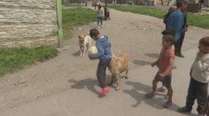 Psy z osady sú premnožené a agresívne. Ľudia pri ceste do obchodu či školy musia mať sprievod