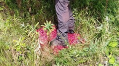 Najväčšia potupa pre zberačov lesných plodov: Keď ich prichytia, musia rozdupať, čo majú v košíku