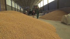 Hygienici preverujú, či sa múka z nebezpečného ukrajinského obilia nedostala do obchodov