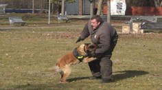 Jeden dokáže zastúpiť aj desiatich mužov. Policajné psy sú doma priateľské, no v službe nekompromisné