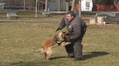 Jeden dokáže zastúpiť aj desiatich mužov. Policajné psy sú doma priateľské, no v službe nekompromisné