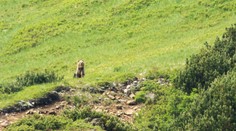 Poslanci schválili zjednodušenie odstrelu medveďov. Pre ich výskyt sa bude vyhlasovať mimoriadna situácia