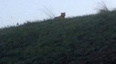 FOTO: Pri zábavnom parku Disneyland Paríž sa túlal tiger