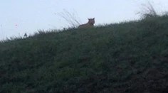 FOTO: Pri zábavnom parku Disneyland Paríž sa túlal tiger