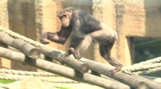 V bratislavkej zoo zomrel jeden z najstarších šimpanzov v Európe