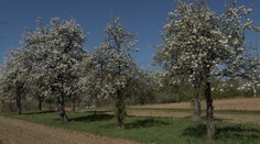 V oblasti, ktorú preslávila povestná slivovica, to vyzerá ako v rozprávke. Bude zrejme dobrá úroda