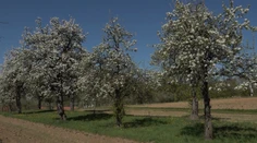 V oblasti, ktorú preslávila povestná slivovica, to vyzerá ako v rozprávke. Bude zrejme dobrá úroda