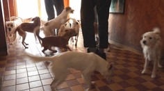 Mužovi z Veľkých Loviec odobrali 25 psov, ktoré choval v dome. Žili v neznesiteľnom smrade a takmer nechodili von