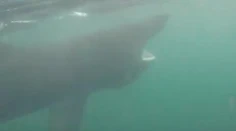 VIDEO: Muž si chcel nakrútiť žraloka. Napokon jeden preplával len pár centimetrov od neho
