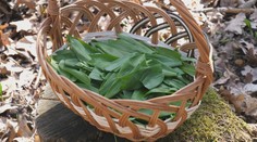 Medvedí cesnak je vonku, bylinkárka zo Záhoria nedá naň dopustiť