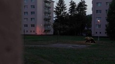 Obrovský medveď medzi bytovkami v Martine. Internetom sa šíri fotomontáž, oklamala aj exministerku