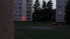 Obrovský medveď medzi bytovkami v Martine. Internetom sa šíri fotomontáž, oklamala aj exministerku