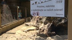 Kŕmite v zoo zvieratá? Ani neviete, čo všetko môžete spôsobiť