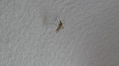 Ľudí na juhozápadnom Slovensku čoraz viac trápia komáre. Po záplavách ich počet prudko rastie