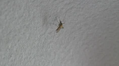 Ľudí na juhozápadnom Slovensku čoraz viac trápia komáre. Po záplavách ich počet prudko rastie