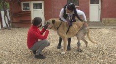 Dojemný príbeh Bruna: Takto sa má týraný kangal, ktorému pomohlo množstvo Slovákov