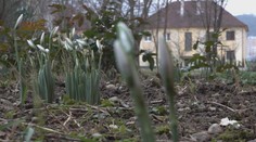 Slabšia zima oklamala aj prírodu. Pozrite sa, kde už kvitnú snežienky