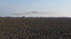 Nad Zemplínom krúžia tisícky husí. Prilákala ich teplá zima