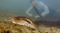 OBRAZOM: V Amazonskom pralese objavili nový druh anakondy. Ide o najväčšieho hada sveta