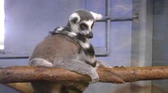 Jedna slovenská ZOO má unikátny prírastok