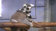 Jedna slovenská ZOO má unikátny prírastok