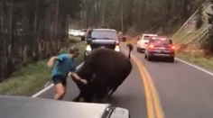 Odvaha alebo šialenstvo? Turista provokoval na ceste bizóna