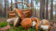 Huby dokážu zachrániť pred Alzheimerom