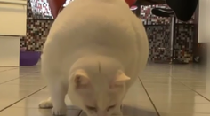 Miláčikov vykrmujeme: Obezita čoraz viac trápi nielen ľudí, ale aj zvieratá