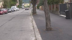 Nepochopiteľné! V Martine zaliali stromy do asfaltu
