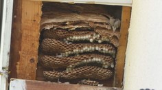 Sršňov a ôs je oveľa viac, než sme zvyknutí. Toto leto je extrémne aj podľa hasičov