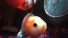 Zlatá rybka nedokázala plávať, šikovný akvarista jej zostrojil invalidný vozík