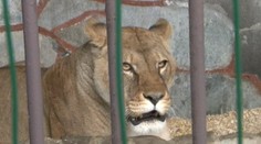 Rozhodlo sa o osude levice.  Ako skončí maskot zo Stropkova?