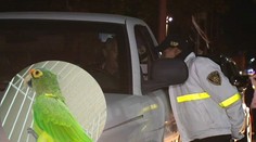 Vodiča udal vlastný papagáj. Na policajta škriekal: „Je opitý!"