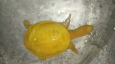 Farmárovi sa podaril obdivuhodný nález. Na poli našiel žltú korytnačku