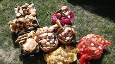 Dvaja hubári nazbierali za štyri hodiny 60 kíl dubákov! Čo na to lesoochranár Lukáč?