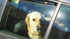 Dôchodkyňa nechala psa v rozhorúčenom aute tri hodiny, šla navštíviť vnuka