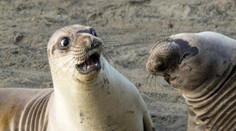 Rybára museli zachraňovať pred agresívnymi tuleňmi