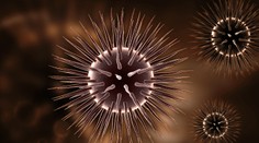 Je rakovina prenosná? Vedci zverejnili príklad zo zvieracej ríše