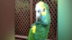 Žena si pomýlila papagája s dieťaťom. Ako je to možné?