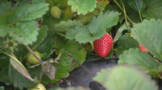 Jahody už dozreli! Takúto sezónu sme nemali poriadne dlho