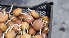 Sadenie zemiakov: Správny postup ovplyvní kvalitu a množstvo úrody