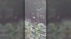 Medveď ukradol piliarovi desiatu aj s ruksakom