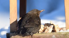 SHMÚ: Budúci týždeň sa na Slovensku ochladí, studené počasie potrvá dlhšie
