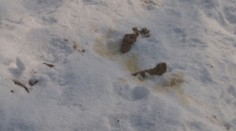 Žlto-hnedý sneh špatí sídliská, môžu za to psíčkari